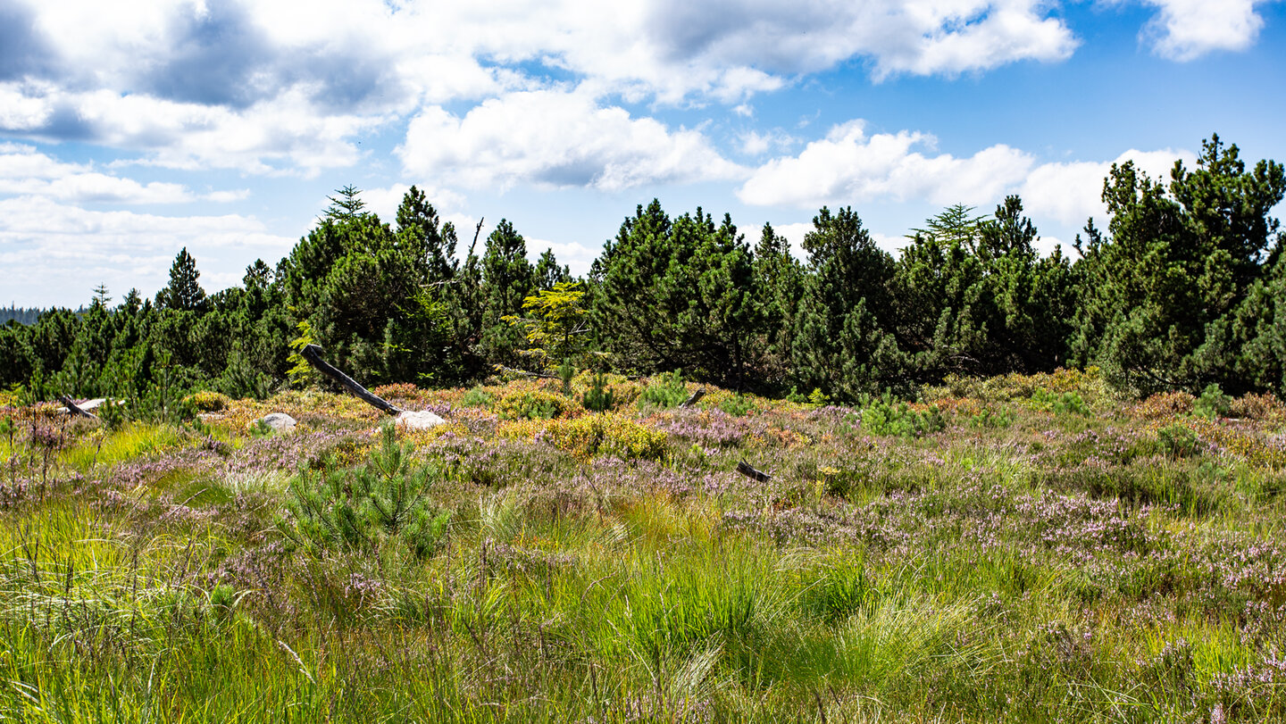 Grindenlandschaft auf dem Seekopf im Nordschwarzwald