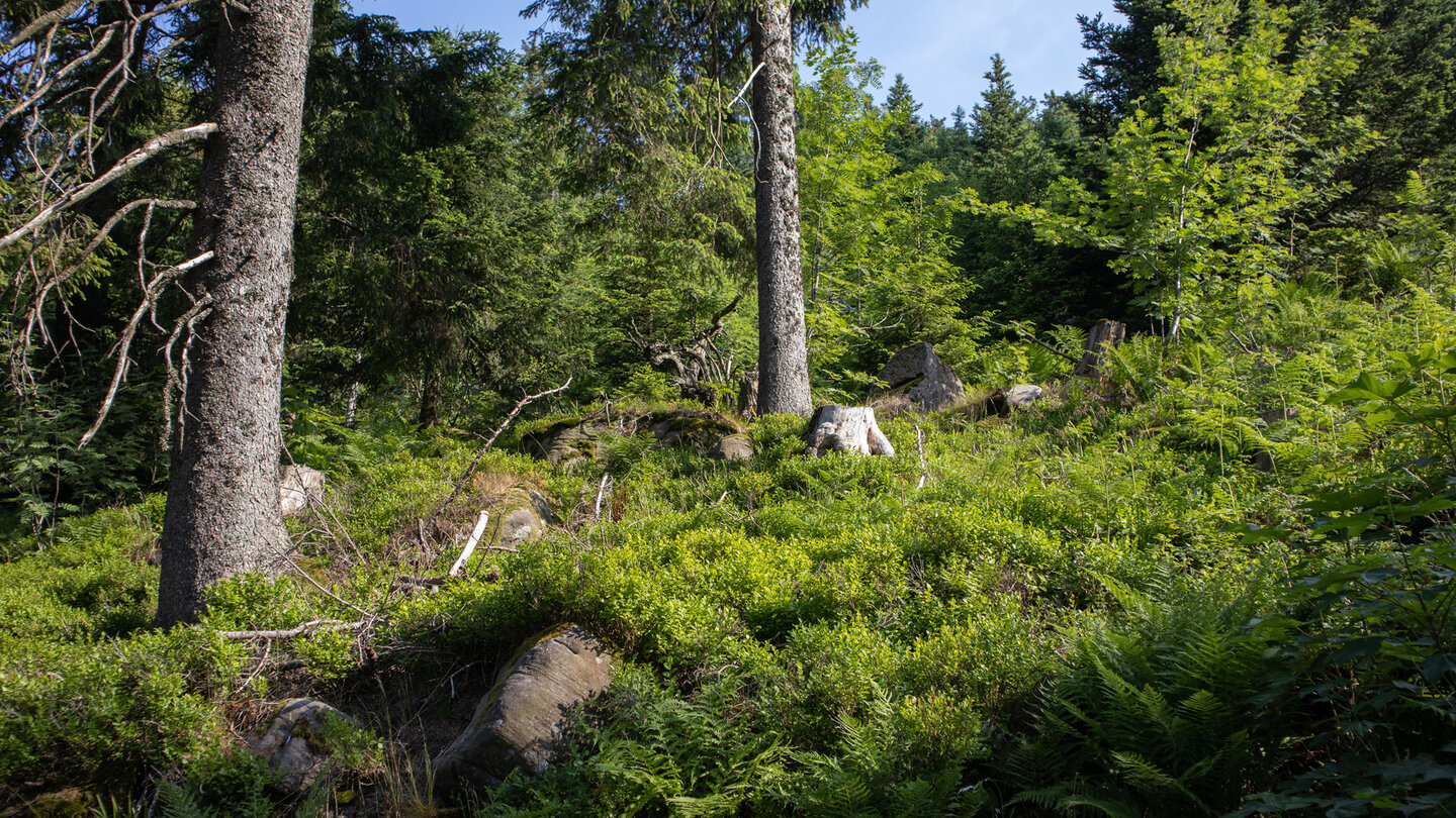 die Berghänge entlang der Wanderung sind gesäumt von Heidelbeerstäuchern