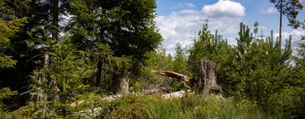 Baiersbronner Tonbachsteig im Kleemiss-Hochmoor