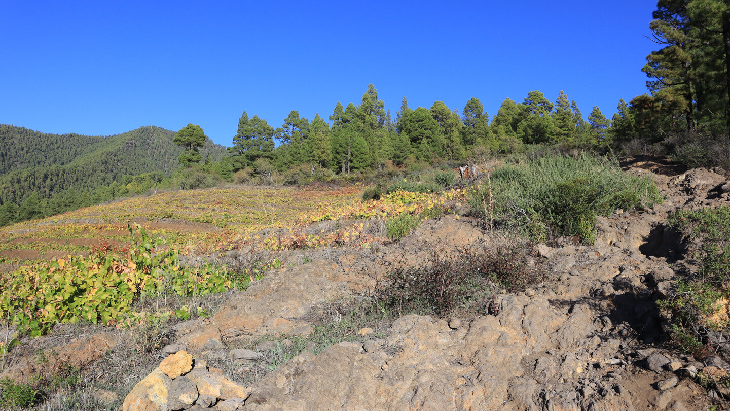 Wanderweg durch Weinberge