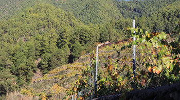 Wanderung durch terrassierte Weinberge am Cruz del Llano