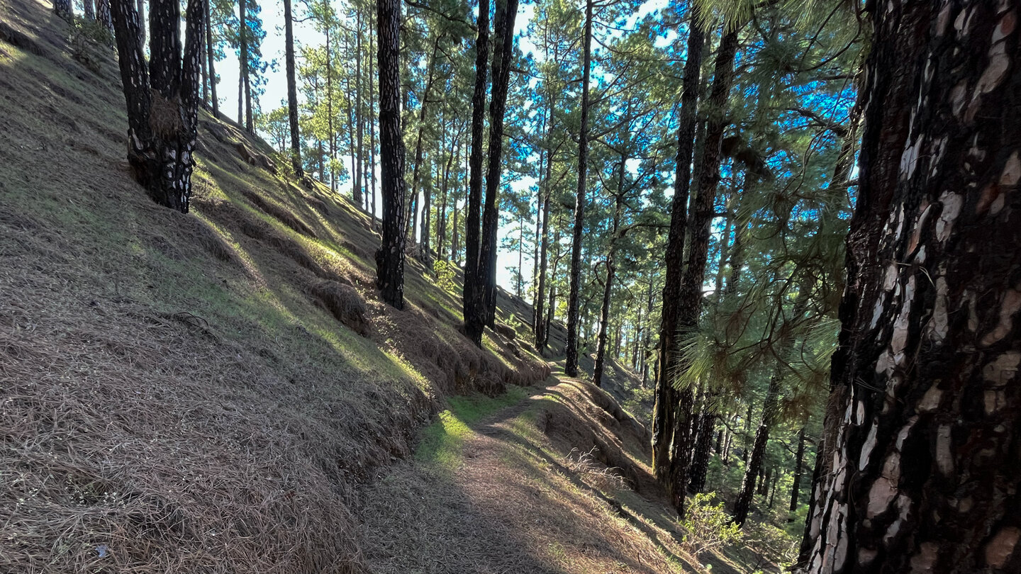 schmaler Pfad durch schattigen Kiefernwald