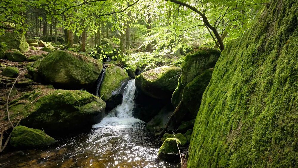 die bemooste Schlucht des Gertelbach