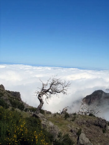die weissen Bäume am Pico Rivio