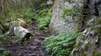 bwanderung nach El Draguilo im Lorbeerwaldgebiet