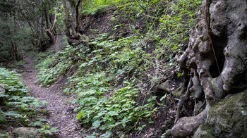 Lehmpfade im Lorbeerwald des Naturpark Anaga