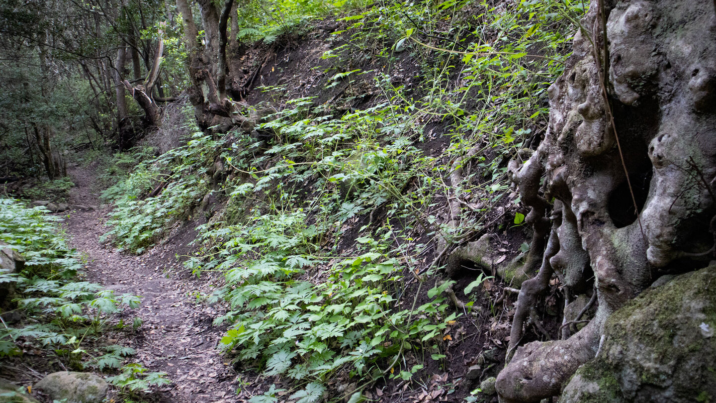 Lehmpfade im Lorbeerwald des Naturpark Anaga