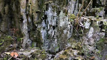 mit Moos und Flechten bewachsenes Gestein