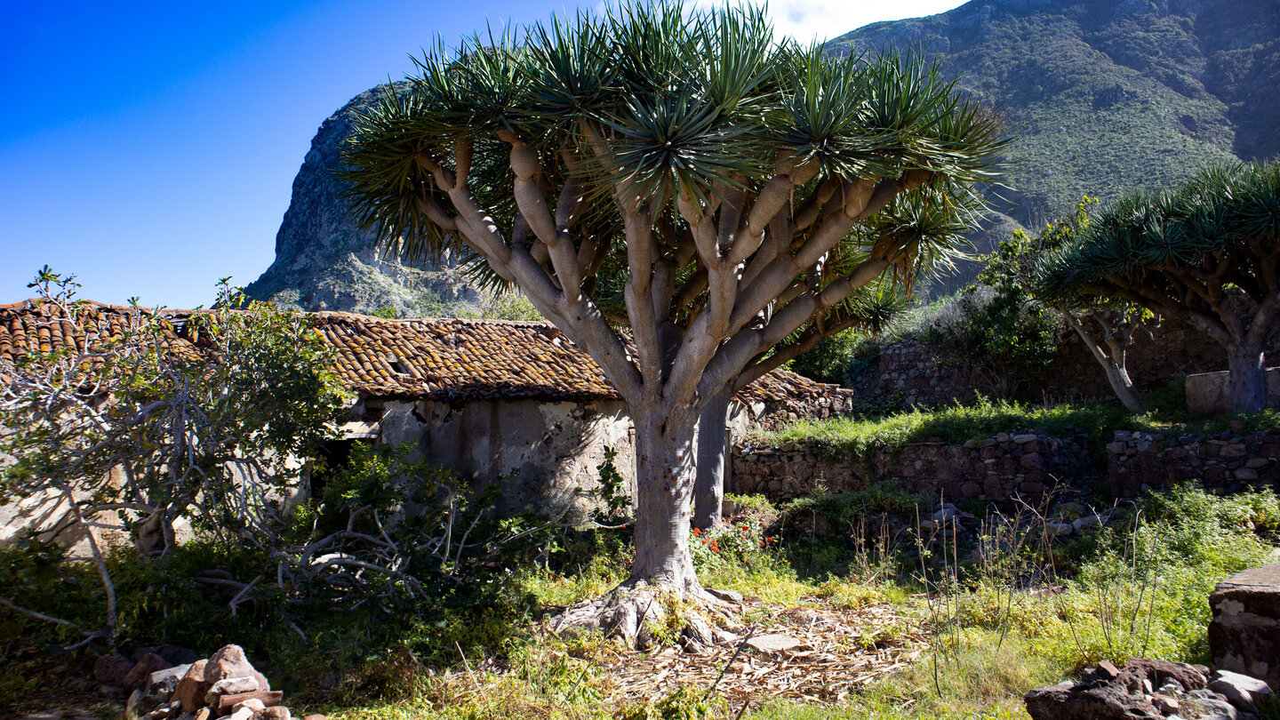 Drachenbaum im Patio des ehemaligen Gutshofs Las Palmas