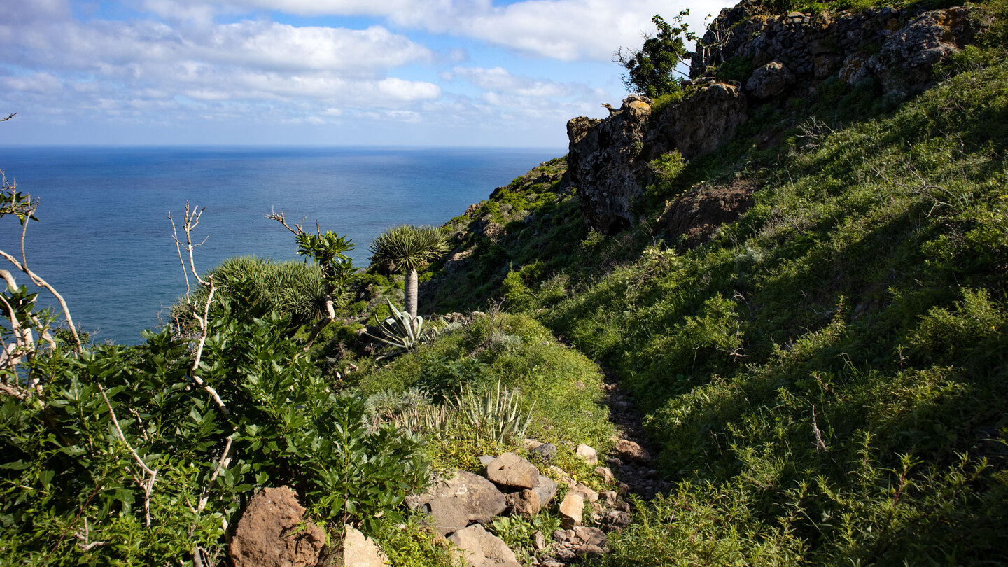 Wanderpfad durch frisches Grün bei Los Orobales