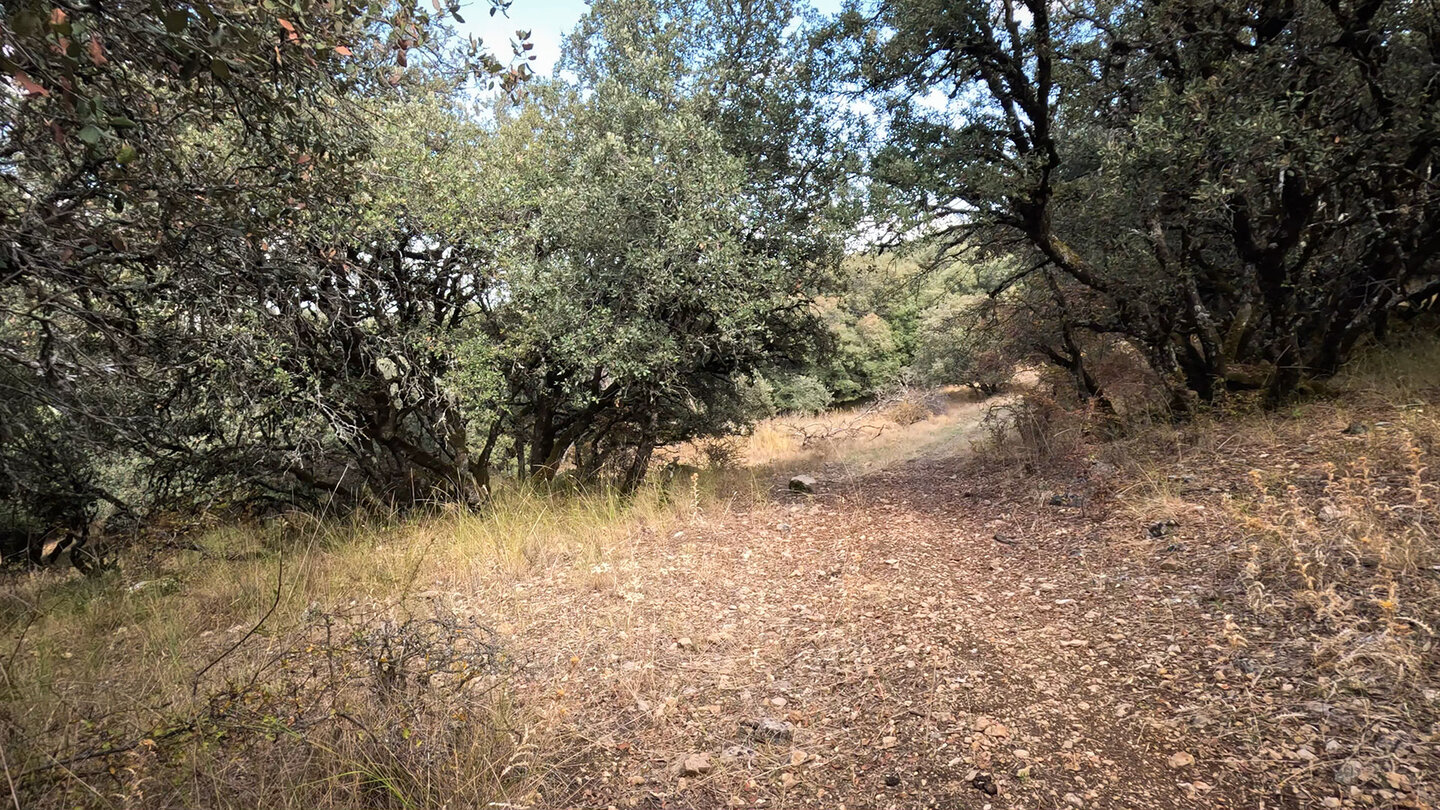 Wanderroute durch Steineichenhaine im Bergland von Cabra