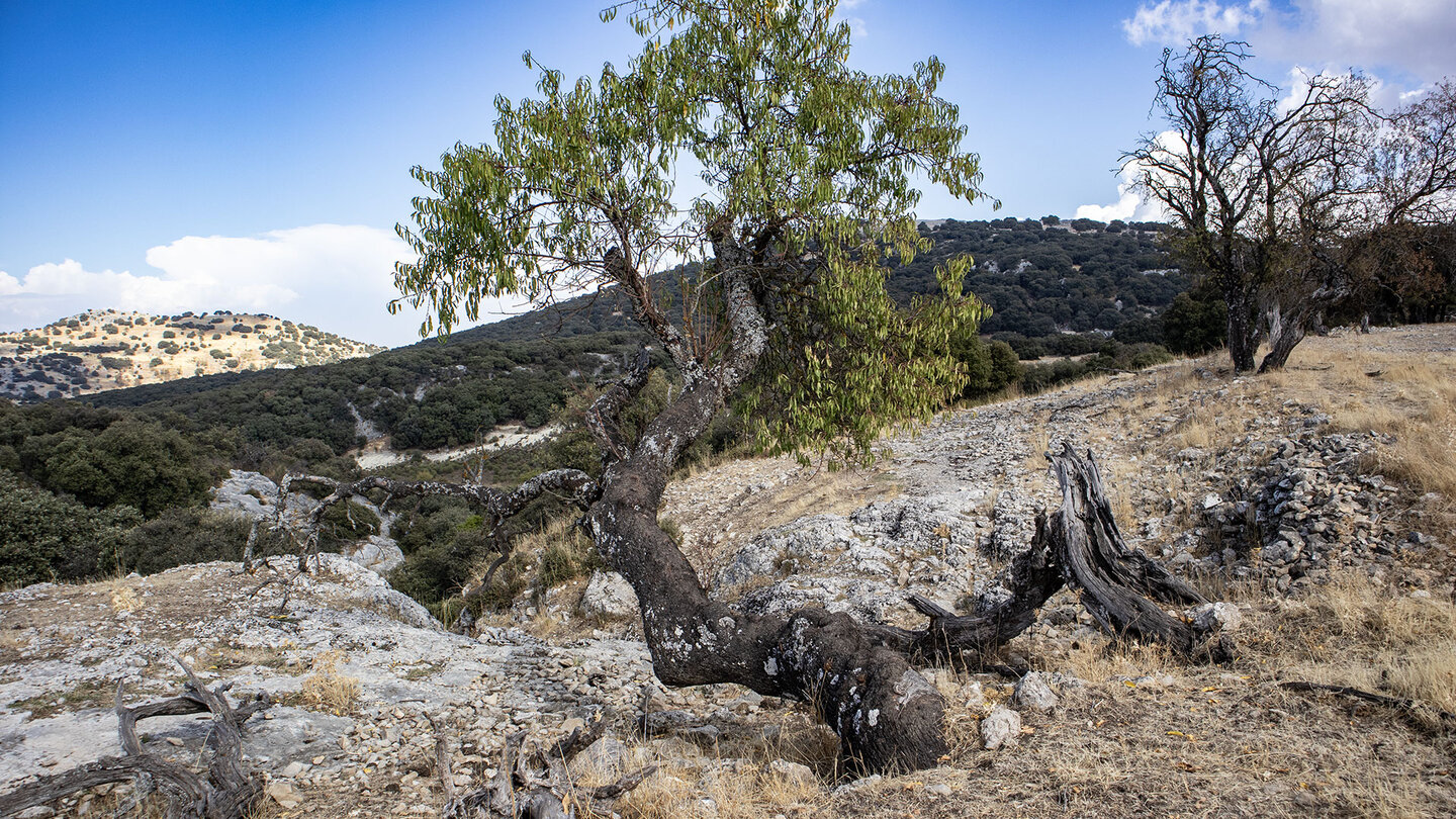 windgebeugter Mandelbaum in aufgegebenen Kulturlandschaften