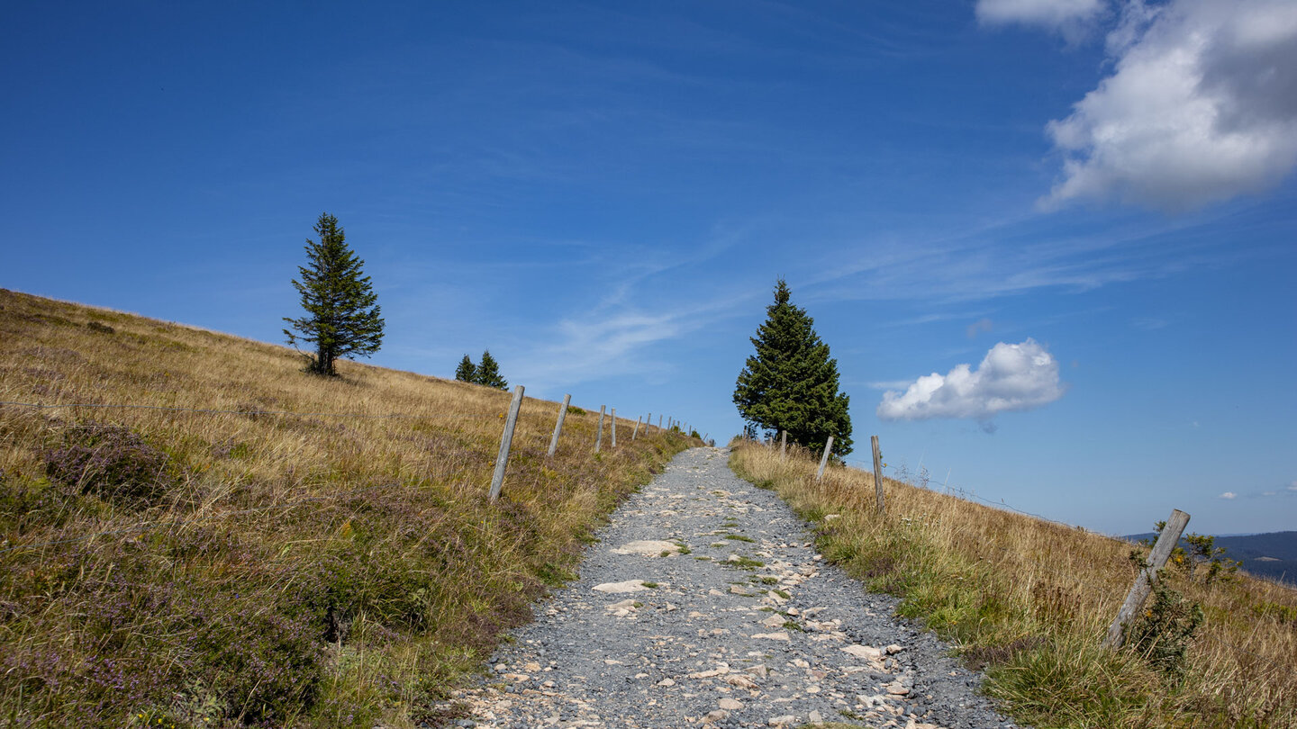 ein Rundweg führt auf und um den Belchengipfel im Hochschwarzwald