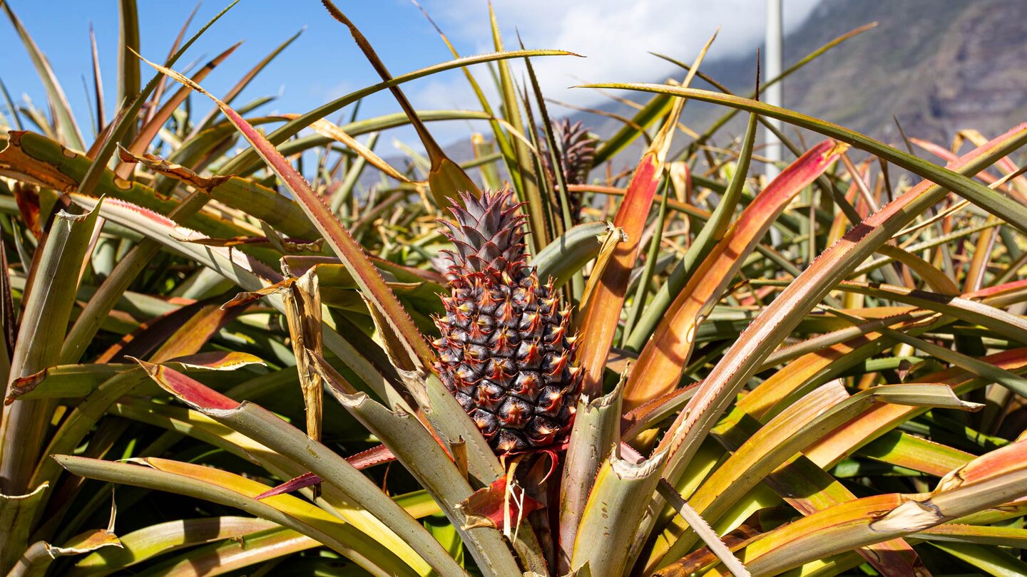 Ananas- und Bananenanbau dominieren im wirtschaftlichen Zentrum des fruchtbaren Tals von El Golfo auf El Hierro Ananasanbau im fruchtbaren Tal von El Golfo