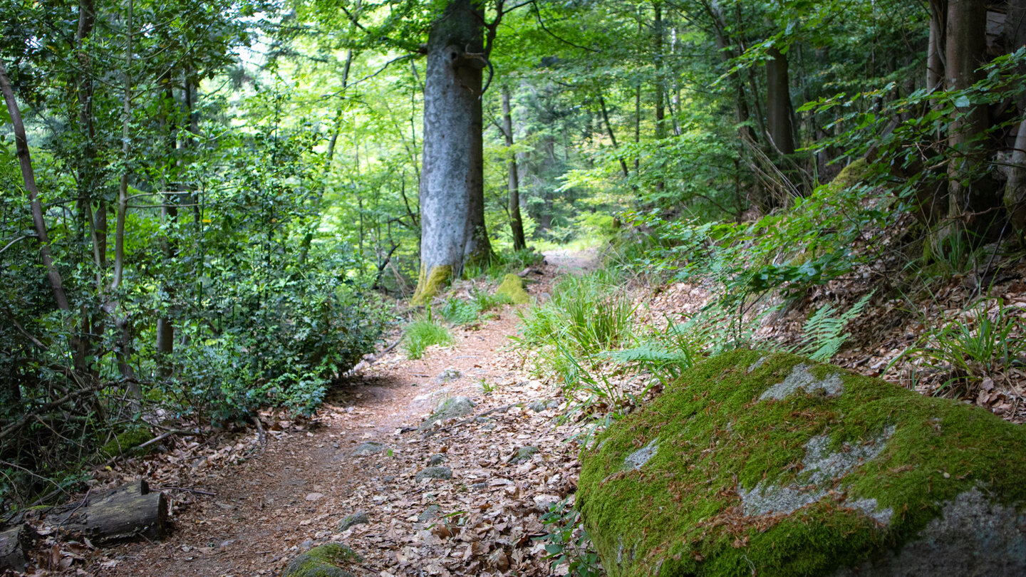 Wanderweg oberhalb des Kauersbachtals