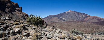Panorama mit Teide und Montaña Blanca entlang des Wegs