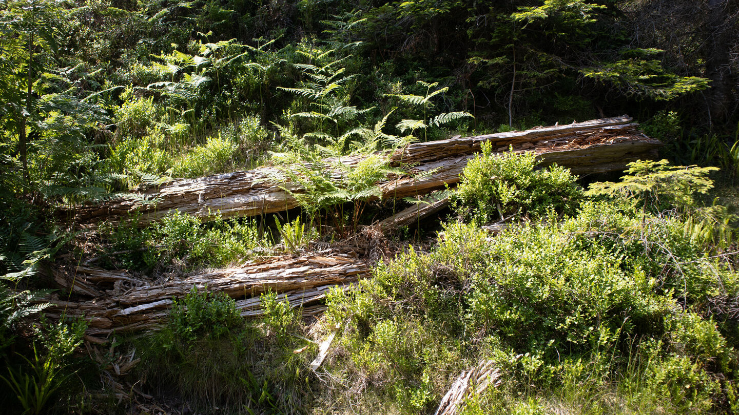 abgestorbene Bäumen zwischen Farnen und Heidelbeersträuchern