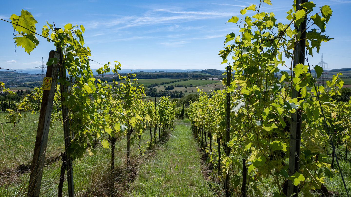 der Westweg verläuft durch die Weinberge bei Eglisholz