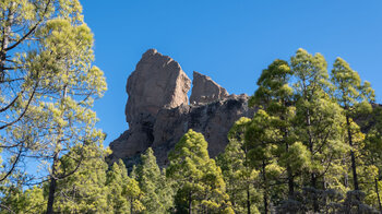 Roque Nublo und Rana über dem Kiefernwald