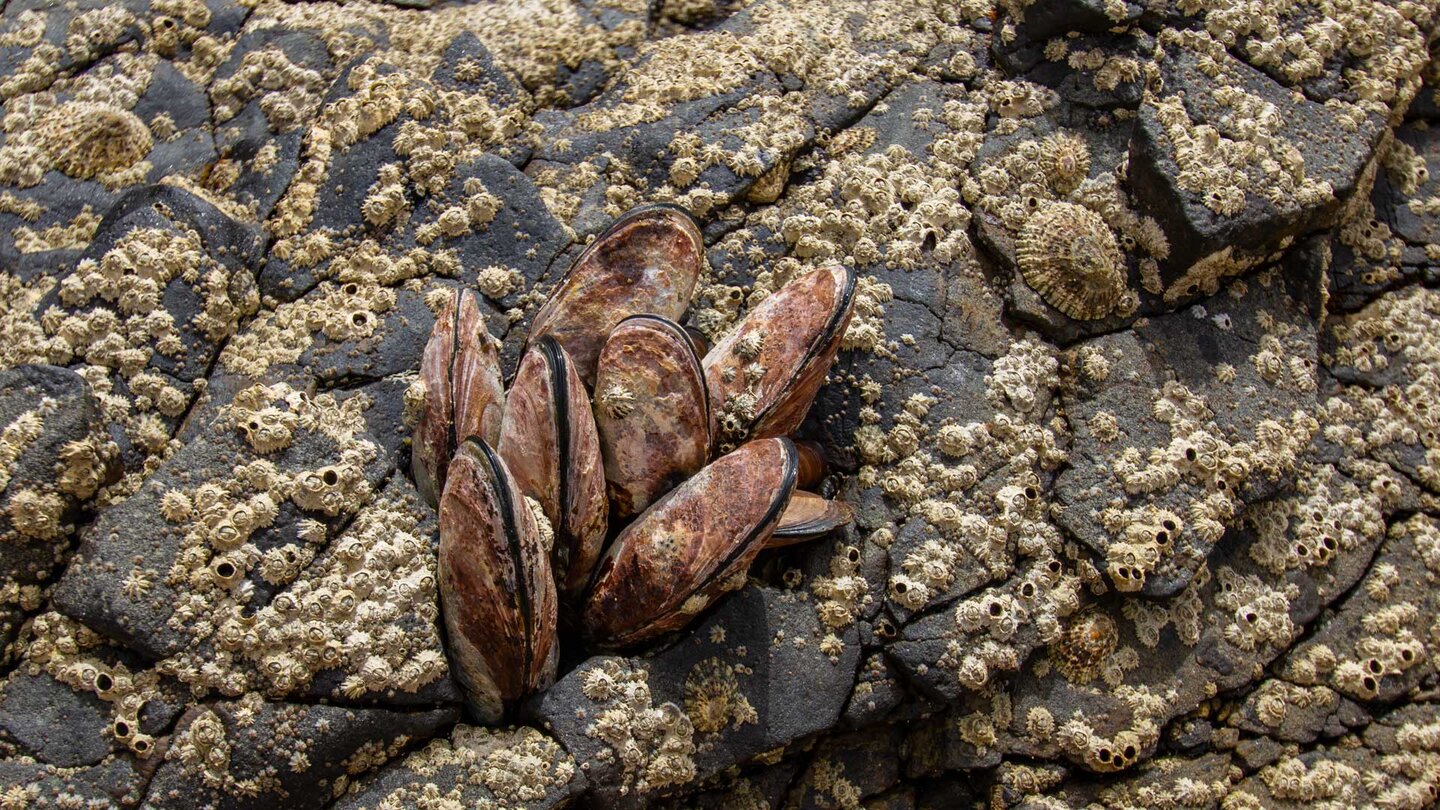 bei Ebbe werden die Muscheln auf den Felsen zum Vorschein gebracht