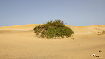 Dünenlandschaft hinter der Playa de Jarugo