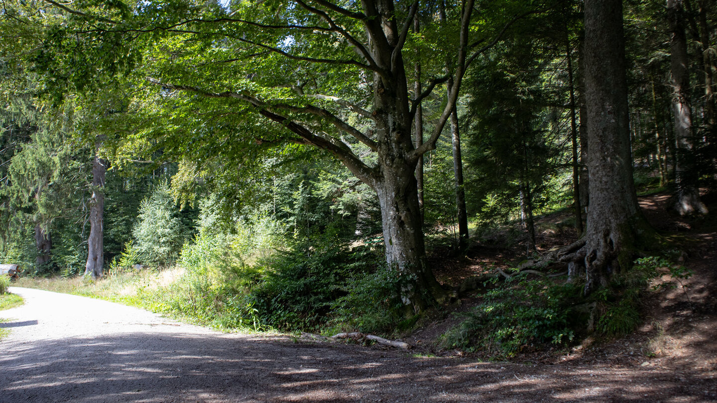 Wanderweg entlang der Schwarzenbach-Talsperre