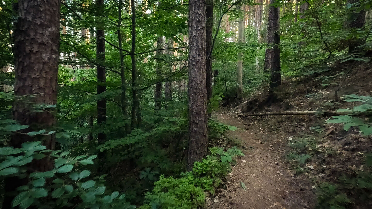 Waldwanderweg bei Dimbach
