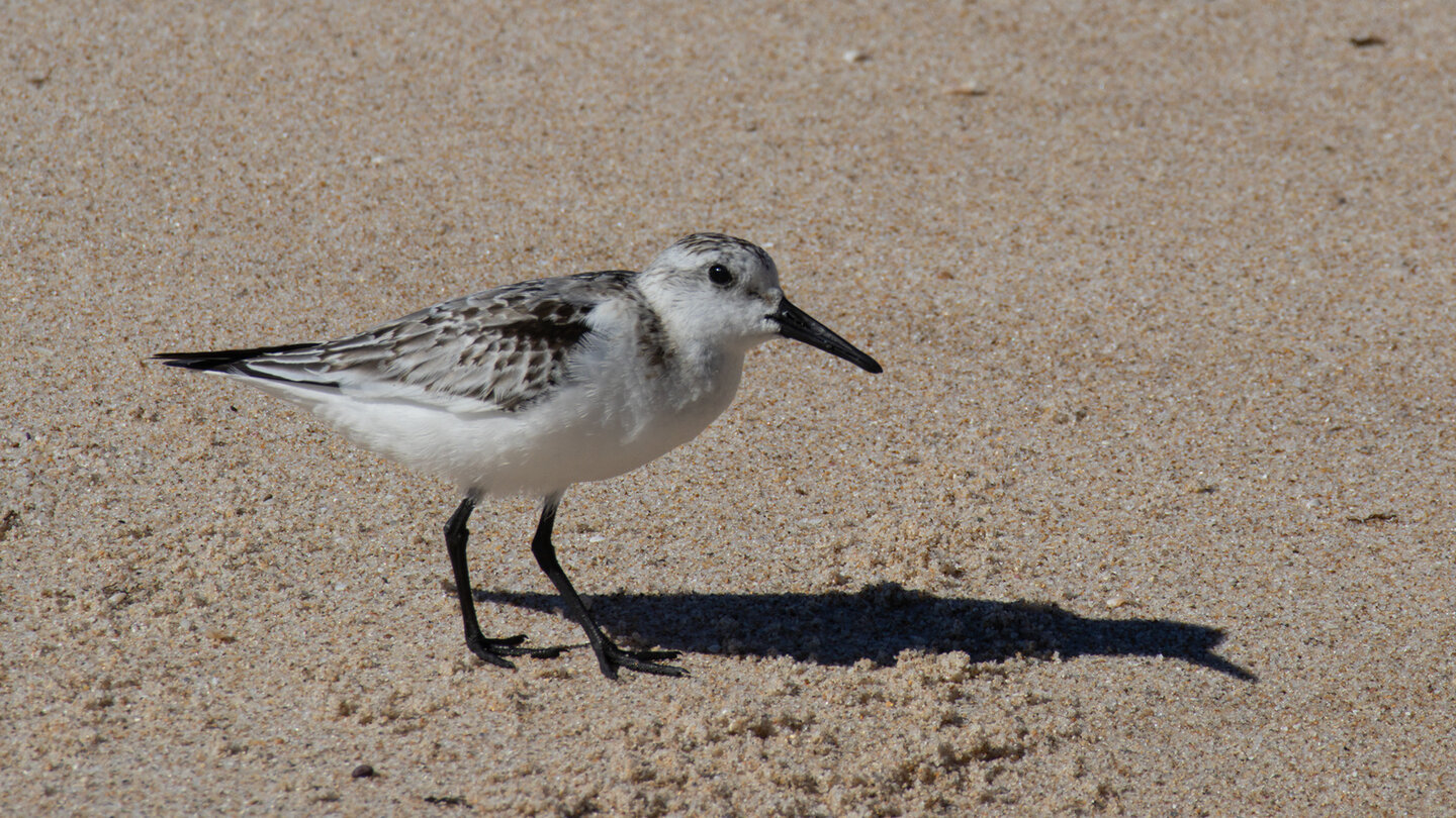 Sanderling an der Playa de Bolonia