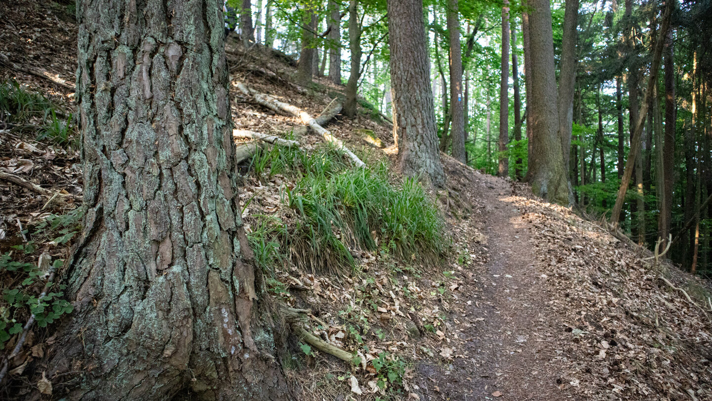 Der Aufstieg zum Buhlsteingrat führt in engen Serpentinen durch den Wald.