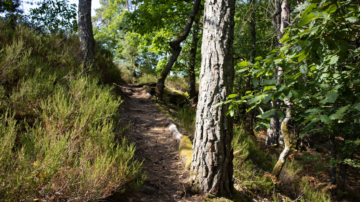Busenberger Holzschuhpfad am Grat der Dickenbergwand.