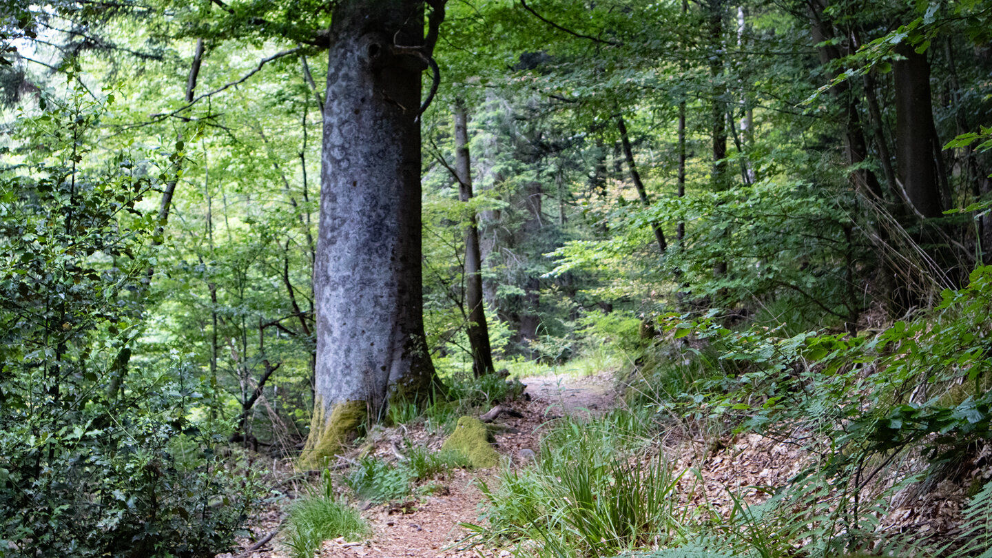 auf dem Westweg Richtung Ringberg