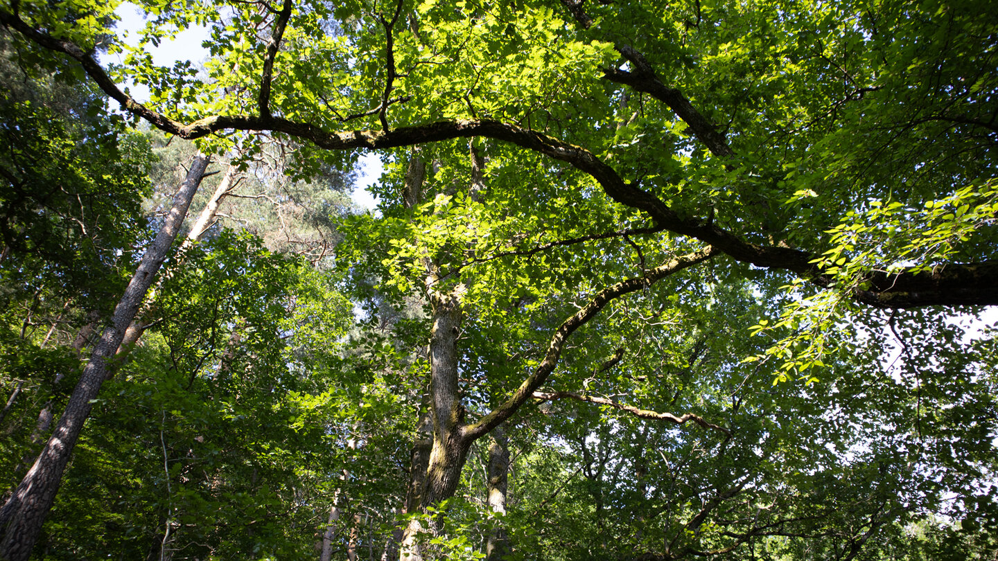 Wald entlang der Rundwanderung bei Gausbach