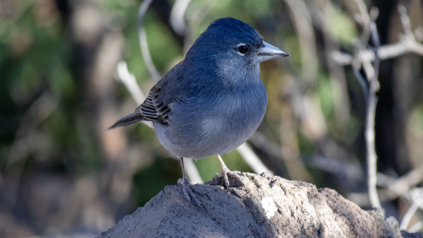 der blau gefärbte Teide-Fink im Kiefernwald