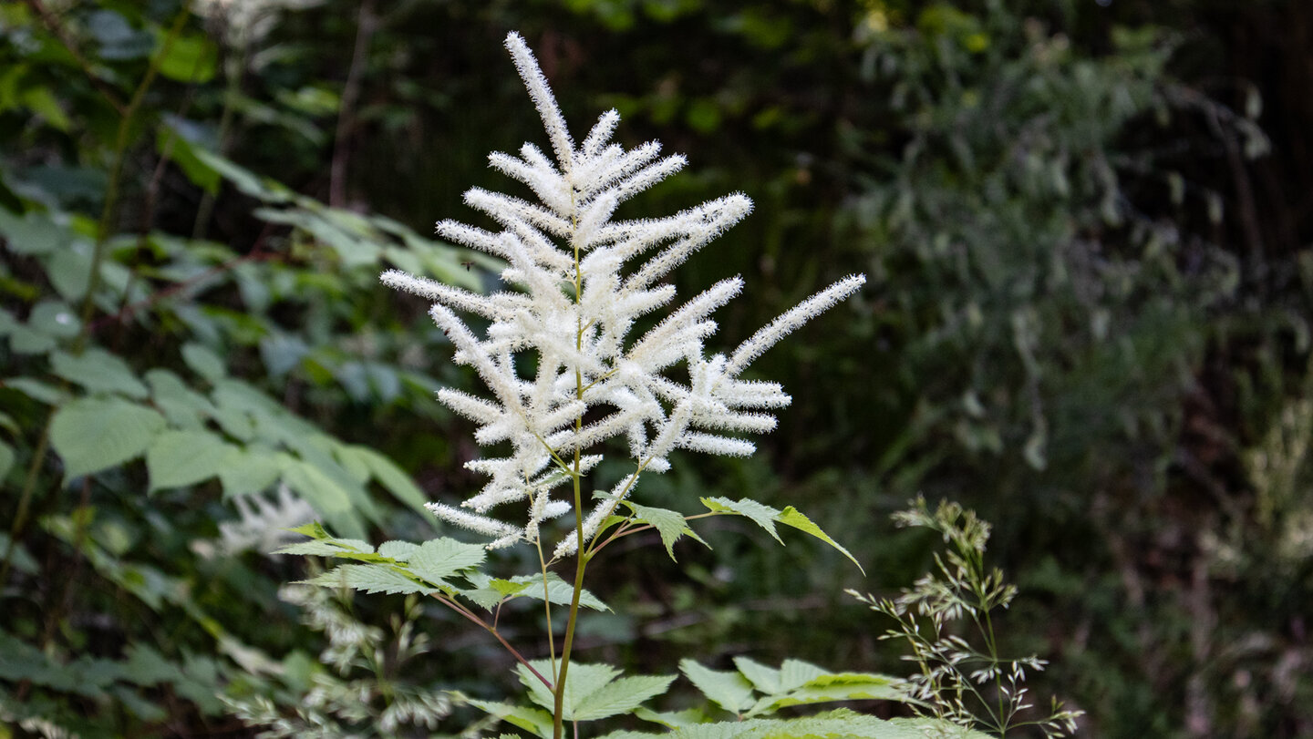 Blüte des Mädesüß