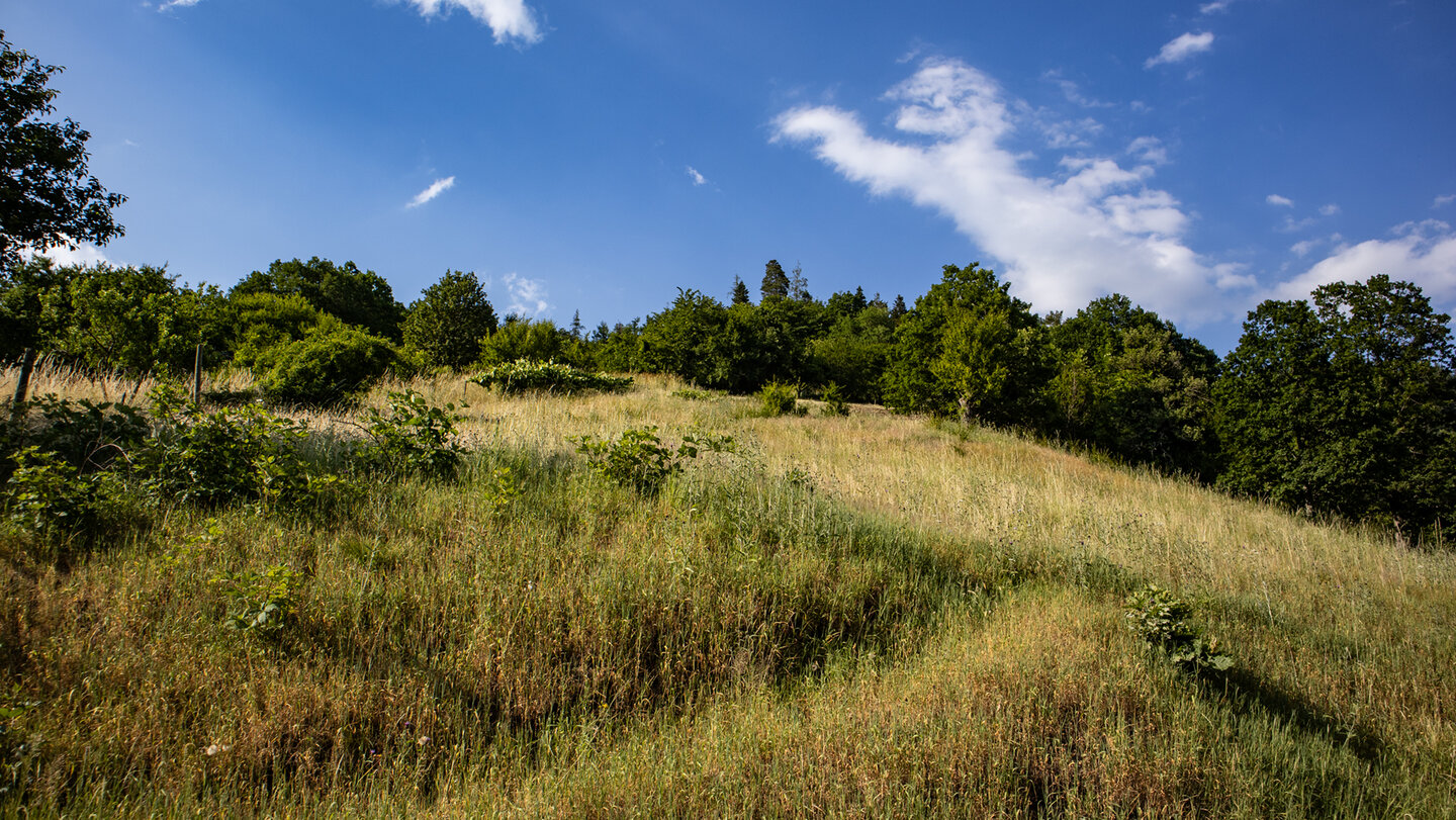 Wiesenflächen am Langenberg-Feldweg