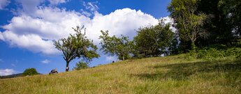 Langenberg-Rundwanderweg mit Viehweiden und Streuobstwiesen