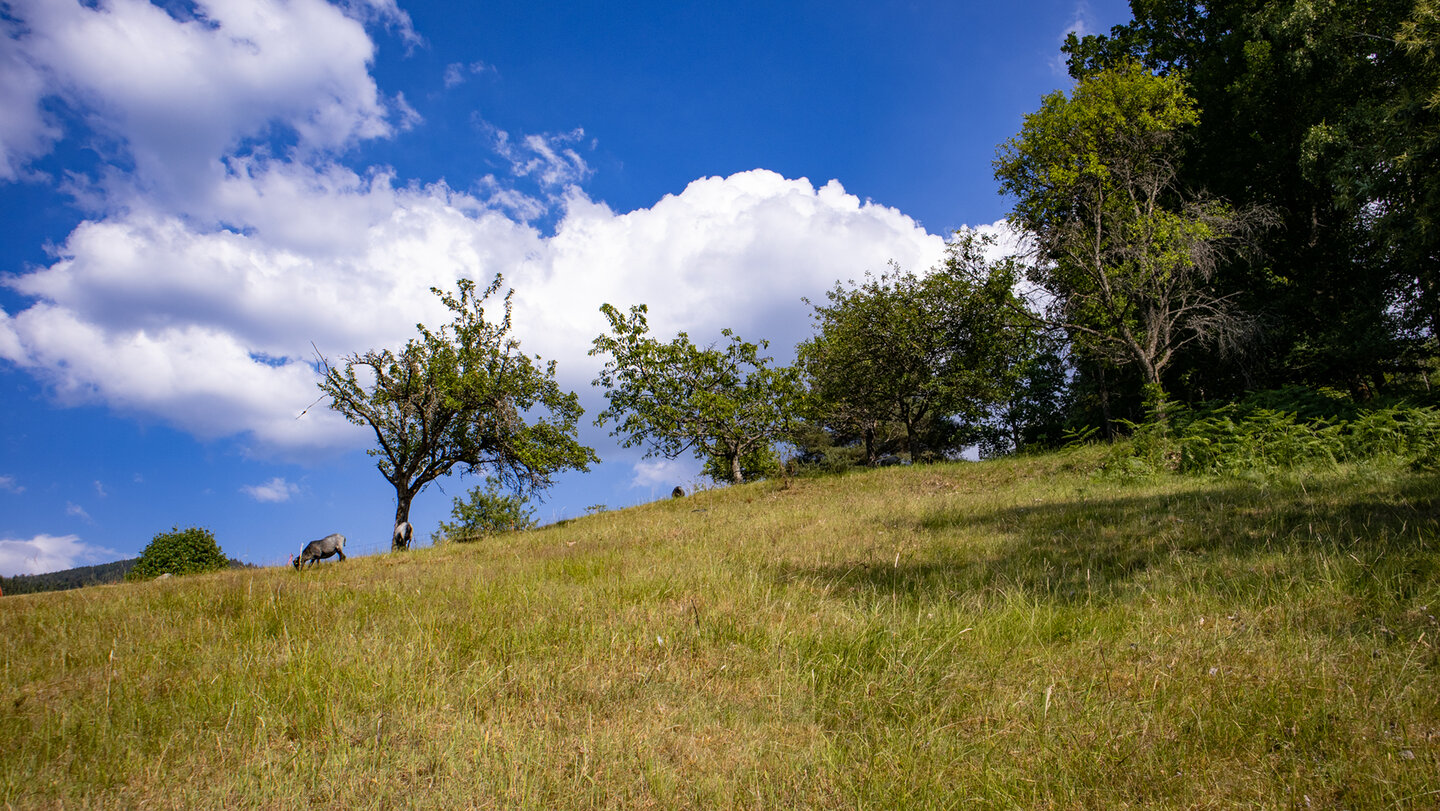 Langenberg-Rundwanderweg mit Viehweiden und Streuobstwiesen