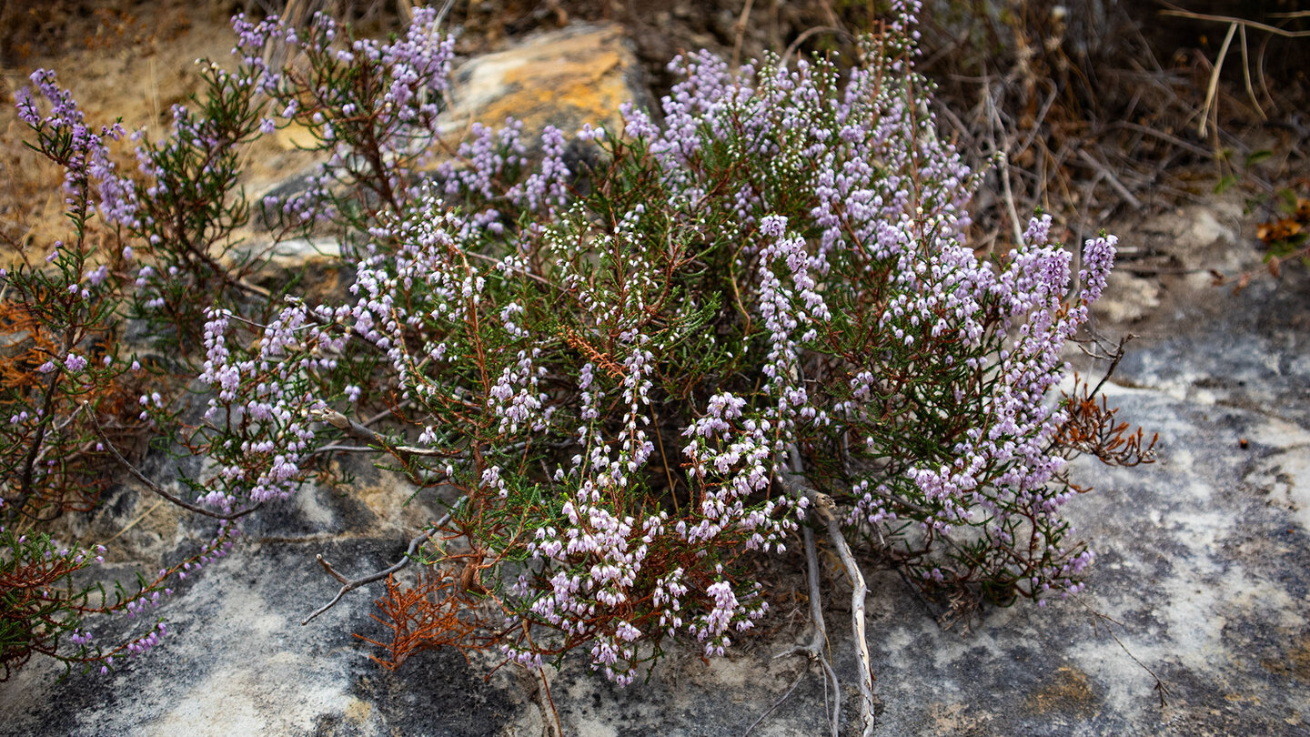 Heidekraut in der Felslandschaft
