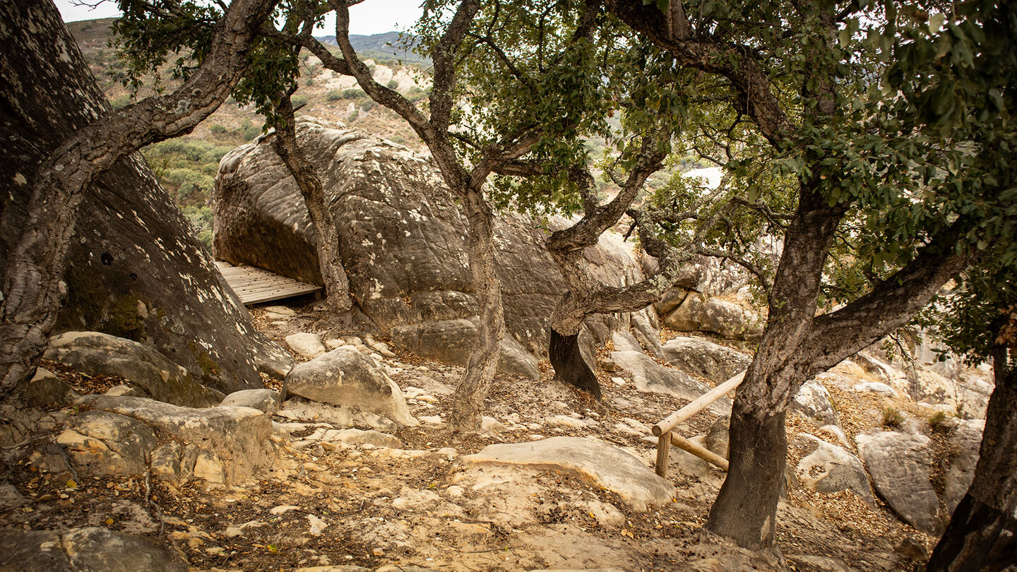 Korkeichen am Aussichtspunkt Mirador de la Grieta