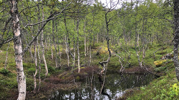 Birkenwälder auf dem Weg zu den Aussichtsplattformen