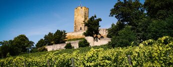 Weinberge unterhalb der Burg Steinsberg  bei Sinsheim