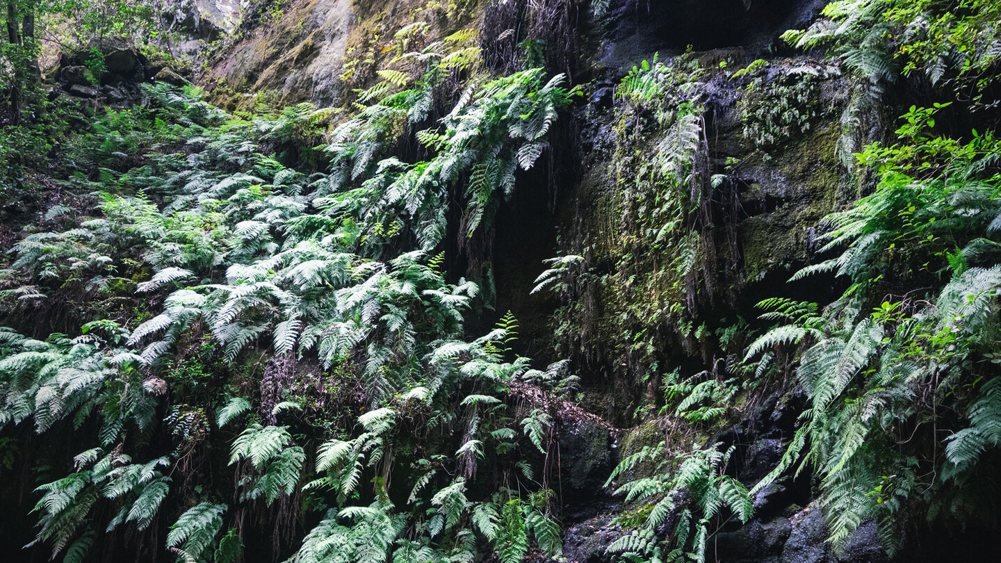 die Felswände der Agua-Schlucht sind mit Farnen bewachsen