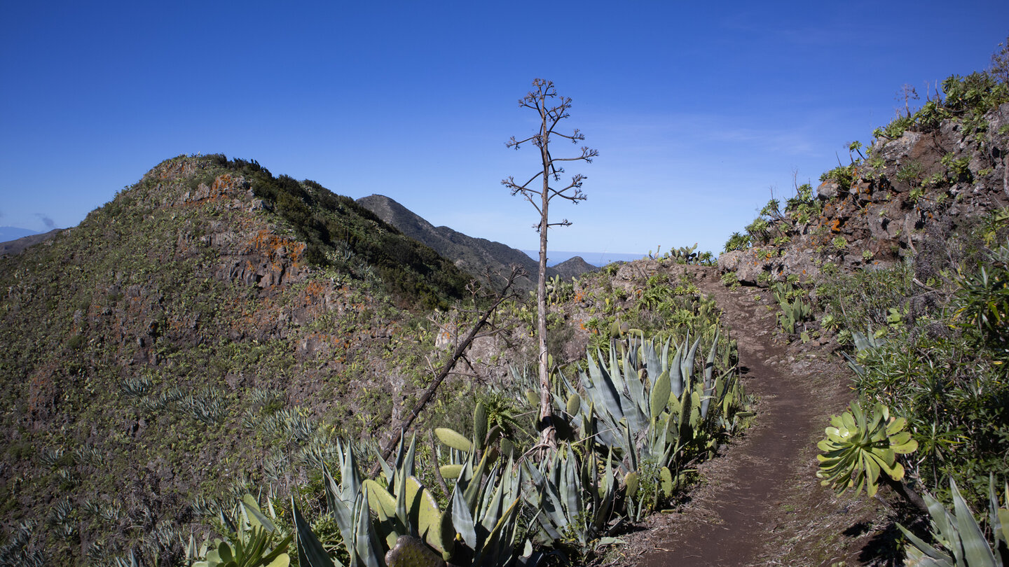 Agaven, Kakteen und Aeoniumpflanzen am Wanderweg