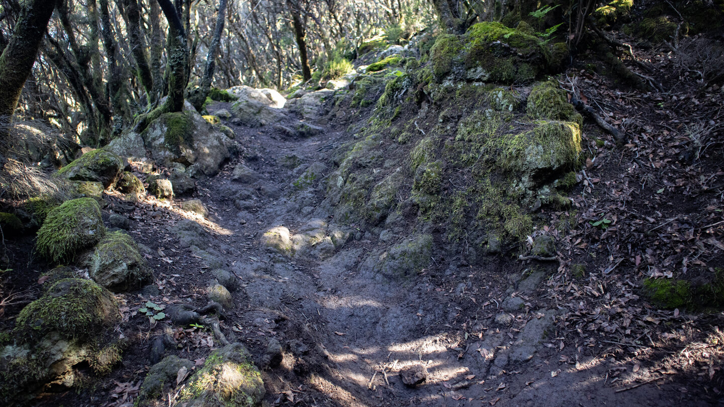 große Baumheiden bilden Hohlwege