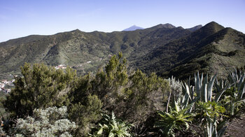 Blick über den Lorbeerwald Monte del Agua zum Teide