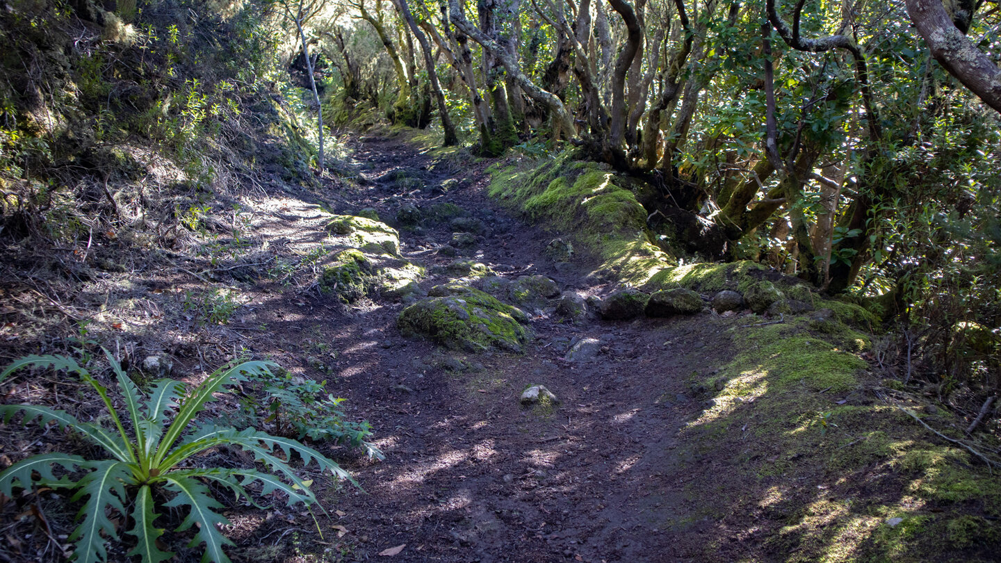 Wanderweg durch Baumheide-Buschwald