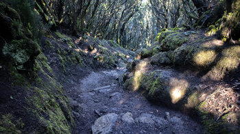 der Wanderweg taucht auf der Cumbre de Bolico in Lorbeerwaldzonen ein