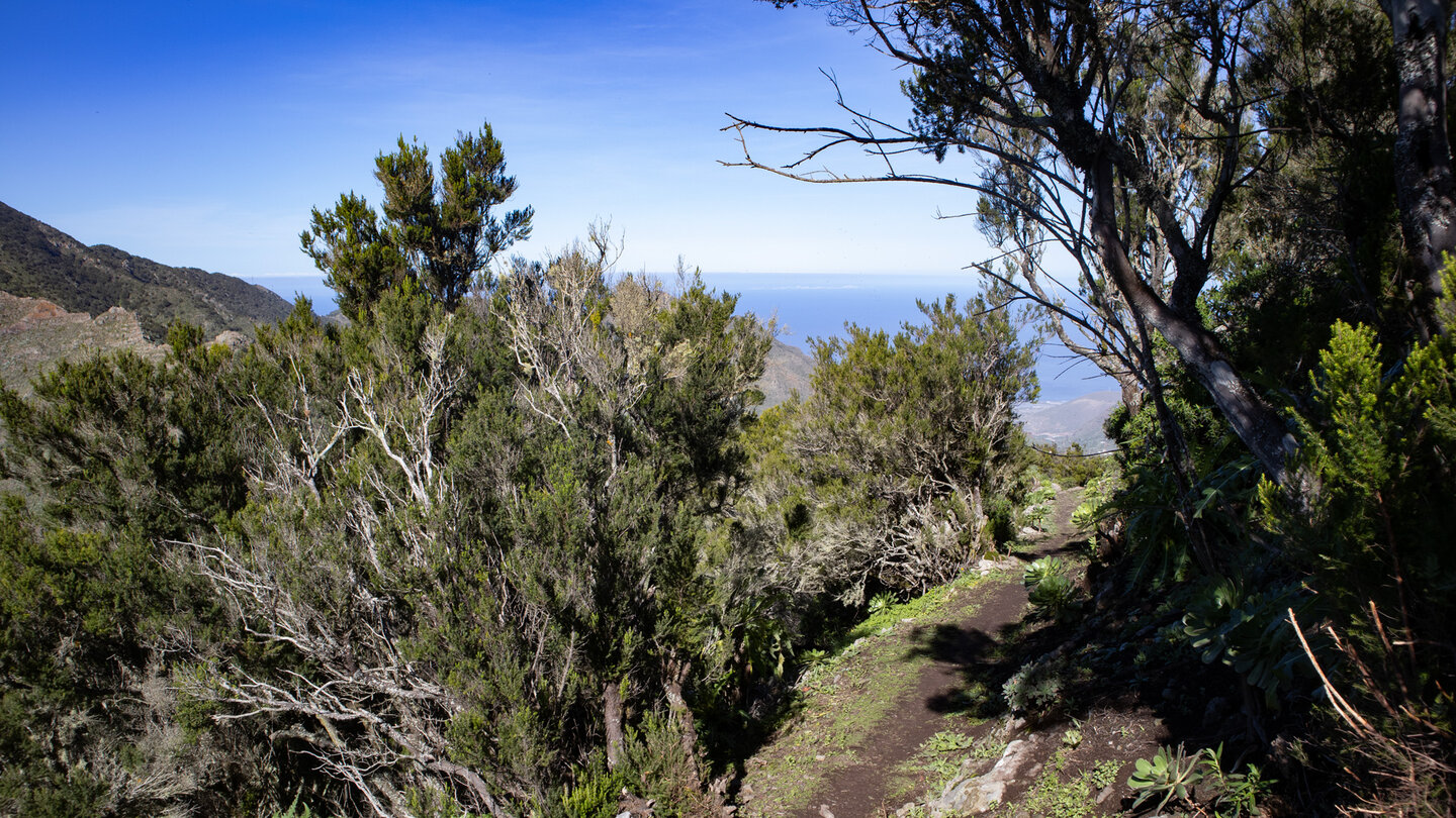 Wanderweg PR TF-51 beim Abstieg zum Mirador Altos de Barácan