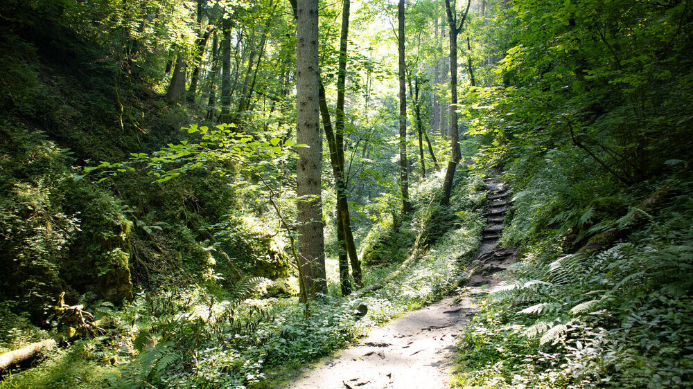 Wanderung auf Pfaden durch die Waldschlucht des Tränkebaches