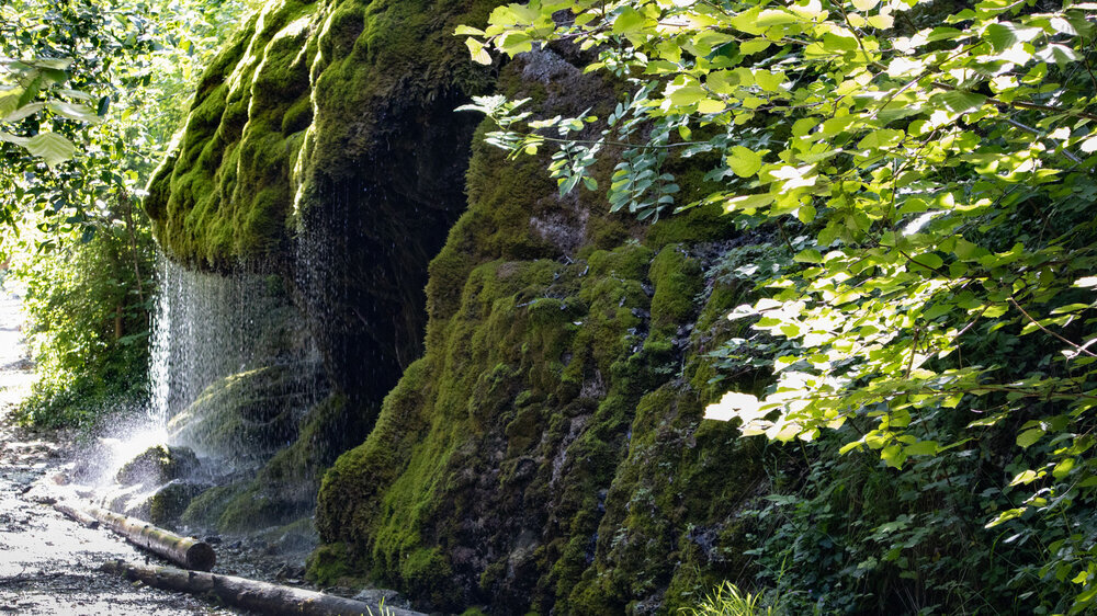 bemooste Flächen am Dietfurter Wasserfall in der Wutachschlucht